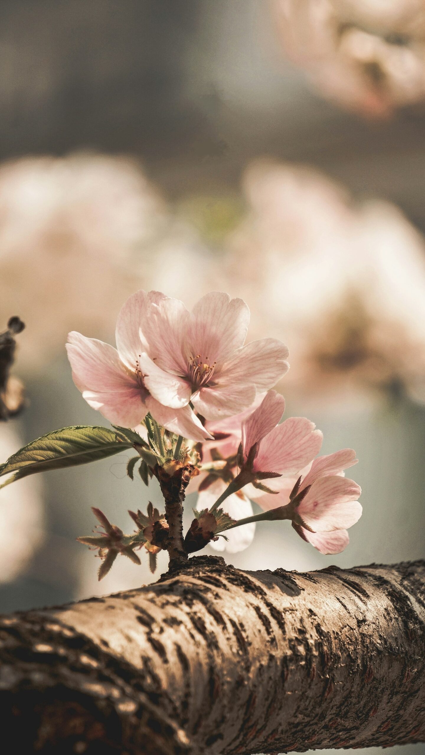 Healing From Within Through Conscious Breathing